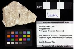 Foto (Objket + Etiketten) von Decapoda indet. 